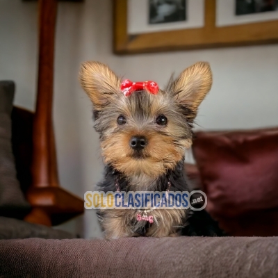 Beautiful puppies available YORKSHIRE TERRIER with the best marke... 