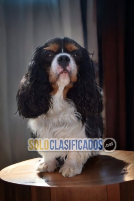 Hermoso cachorro Cavalier King Charles... 