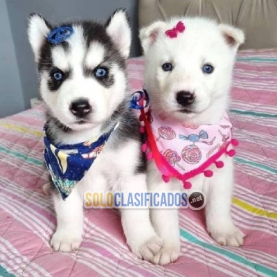 Vendo cachorros husky siberiano ojos azules... 