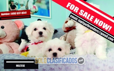 MALTESE PUPPIES FOR SALE NOW... 