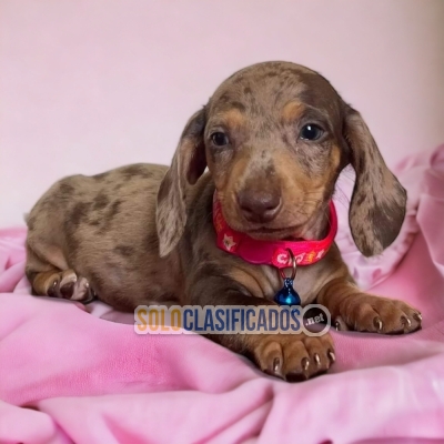 DACHSHUND ARLEQUÍN   IT WILL BE YOUR COMPANION AND BEST COMPANY F... 