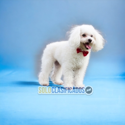 Hermosos cachorros: FRENCH POODLE... 