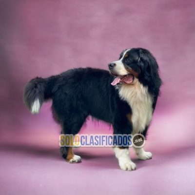 BERNESE MOUNTAIN DOG... 