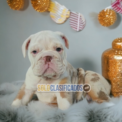 Hermosos y cariñosos cachorros bulldog inglés Exótico... 