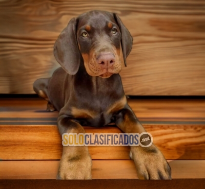 Elegantes cachorros Doberman... 