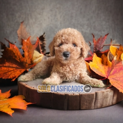 FRENCH  POODLE APRICOT PETS AVAILABLE NOW... 