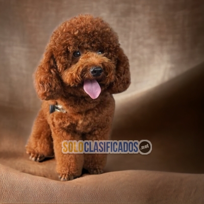 DISPONIBLES / AVAILABLE FRENCH POODLE CHOCOLATE... 
