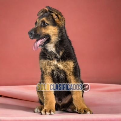 ENCANTADOR CACHORRO PASTOR ALEMÁN DE BELLEZA... 