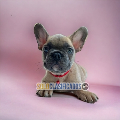 Beautiful puppies available BULL DOG FRANCES  NORMAL with the bes... 