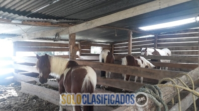 Granja Agroproductiva En Venta en Cuenca Ecuador... 