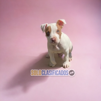 BEAUTIFUL PUPPIES AVAILABLE PITBULL EN NORT CAROLINA... 