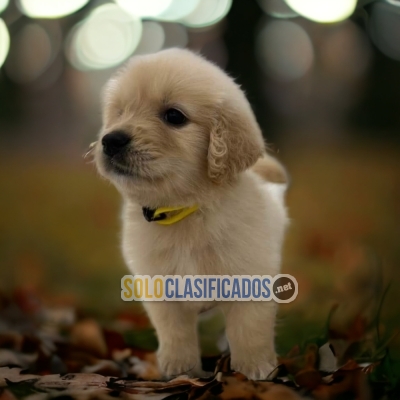 PUPPY ENTERS GOLDEN RETRIVIER... 