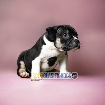 Beautiful puppies available  AMERICAN BULLY with the best market... 