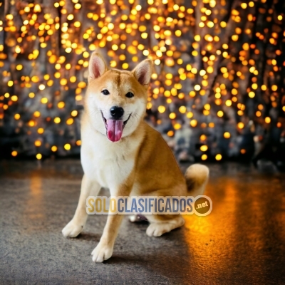 Akita Inu Japones Encantadores Y finos Cachorros... 