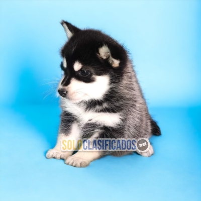 Perritos amistosos y juguetones raza Alaska Malamute... 