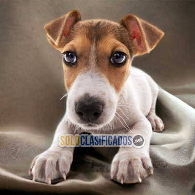 JACK RUSELL TERRIER DISPONIBLE EN NORTH CAROLINA... 