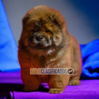 FURRY CHOW CHOW FOR SALE... 