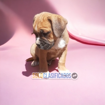 CUTE BOXER PUPPY FOR SALE BUY IT NOW... 