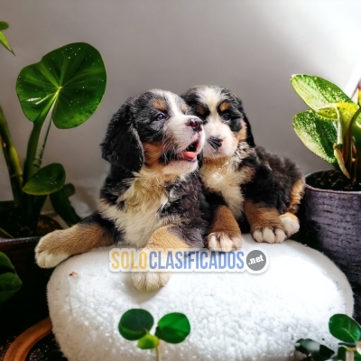 Cachorros Bernese de Montaña Estupendos Cachorros... 