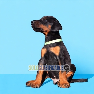 Beautiful puppies available now: DOBERMAN... 