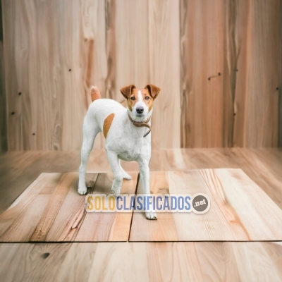 SHORT HAIRED FOX TERRIER AVAILABLE NORTH CAROLINA NOW... 