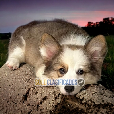 DISPONIBLES MASCOTAS CORGI DE PEMBROKE / CORGI DE PEMBROKEAVAILAB... 