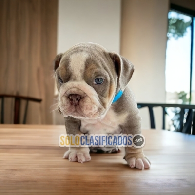 01BULLDOG INGLES EXOTICO DISPONIBLE... 