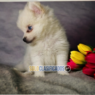 Samoyedo Preciosos Cachorros Para Su Familia... 