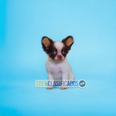 Beautiful puppies available  CHIHUAHUA PELOLARGO DR... 