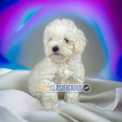 French Poodle Normal Lindos y Preciosos Cachorros... 