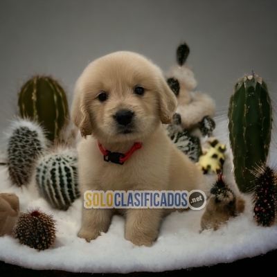 DULCES CACHORROS GOLDEN RETRIVIER... 