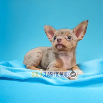 Chihuahua Cabeza de Manzana hermosos Cachorros... 
