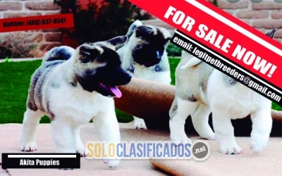FOR SALE AKITA PUPPIES LOOKING FOR A LOVELY HOME... 