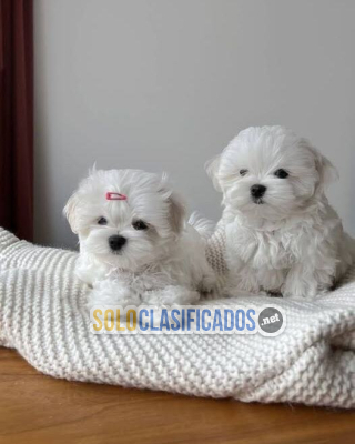 Solo Clasificados - REGALO Bichón Maltés Mini Toy Para Adopción(+34603172403) - imagen: 1
