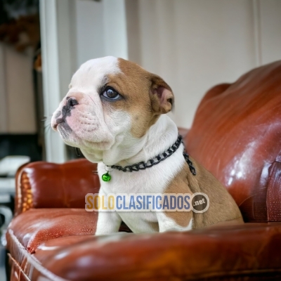 LINDOS CACHORROS BULLDOG INGLÉS NORMAL... 