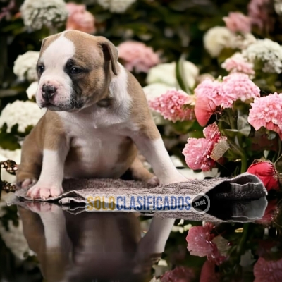 HAIRY AMERICAN BULLY AVAILABLE... 