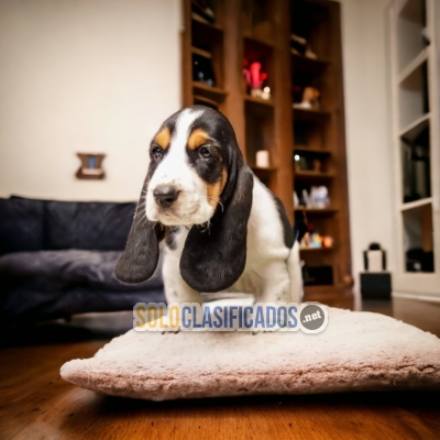 BASSET HOUND  Certificate of purity of breed L... 