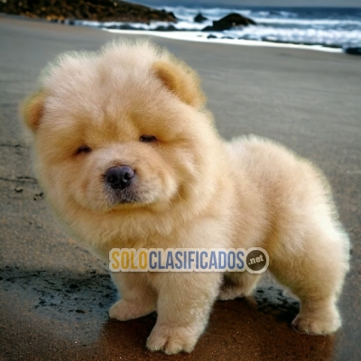 SALES  OF  CHOW CHOW... 
